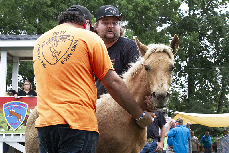 Chincoteague Wild Ponies : Richard Moore : Photographer : Photojournalist